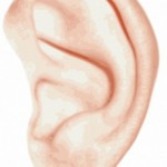 ダウン症の子供は耳が折れている。その他の耳の特徴は…