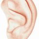 健常者と比較したダウン症の耳の形の違い